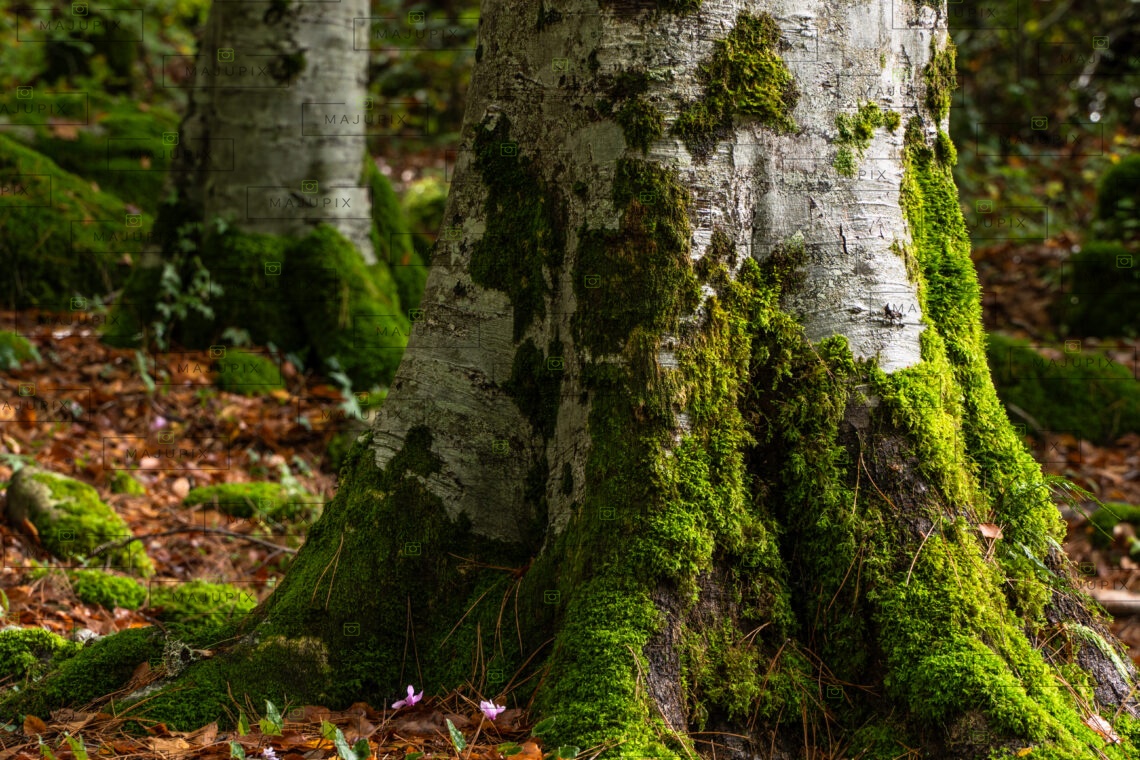 Forêt de Vizzavona