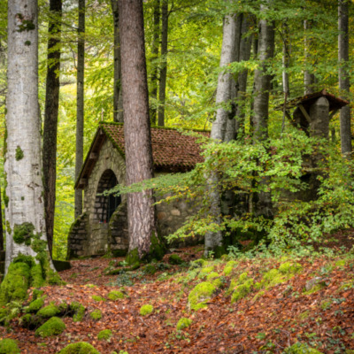 Forêt de Vizzavona en Automne