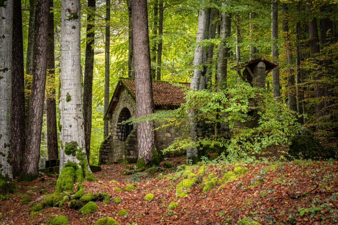 Forêt de Vizzavona en Automne