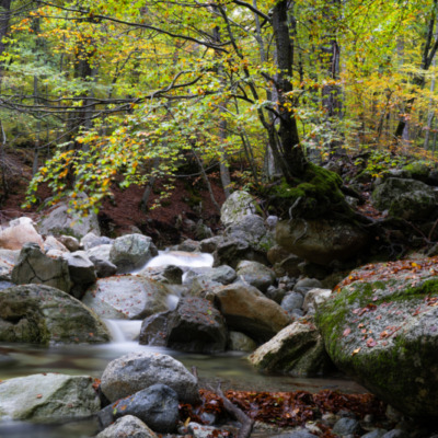 Forêt de Vizzavona