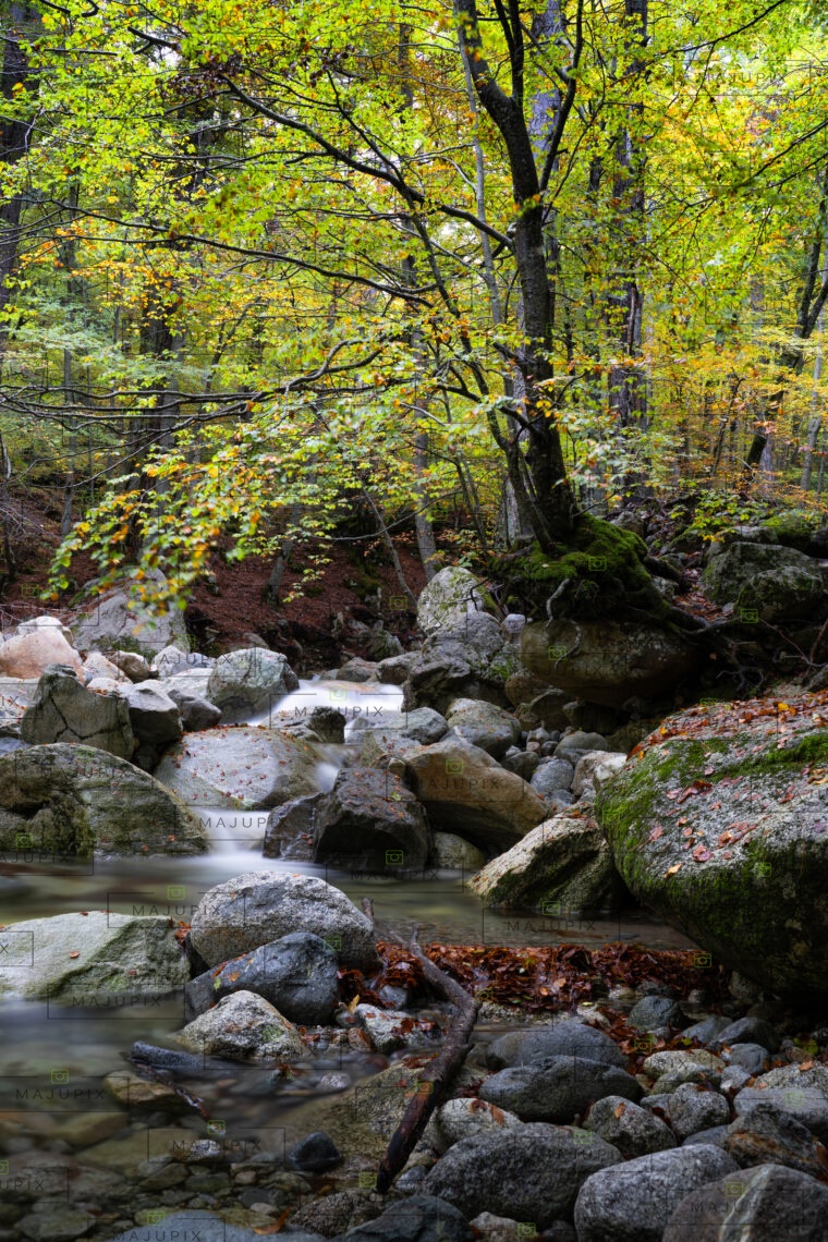 Forêt de Vizzavona