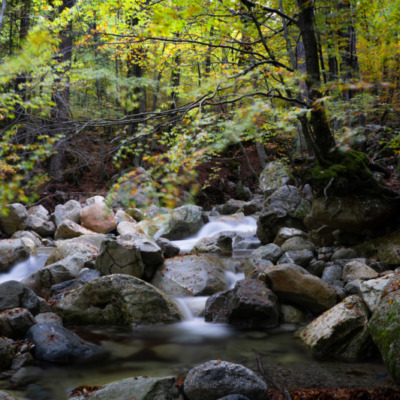 Forêt de Vizzavona