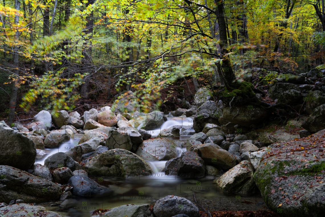 Forêt de Vizzavona