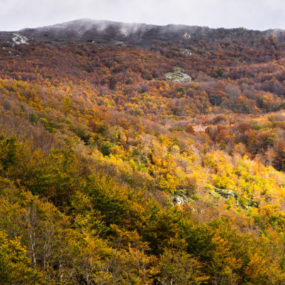 Forêt de Vizzavona