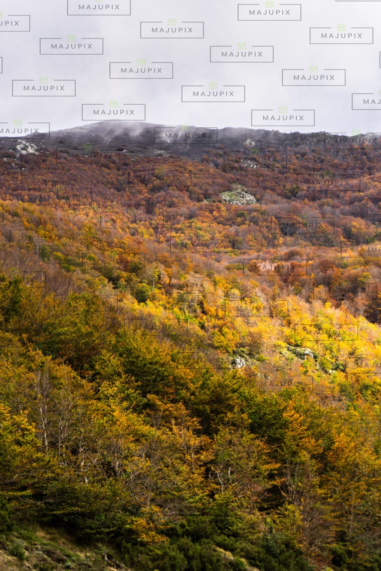 Forêt de Vizzavona