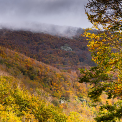 Forêt de Vizzavona
