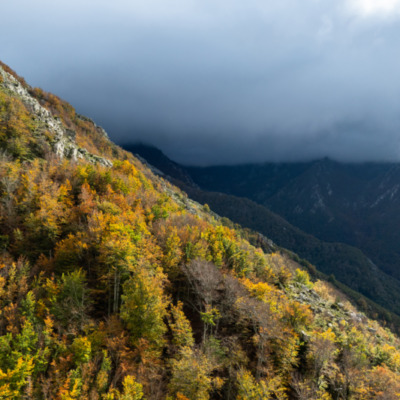 Forêt de Vizzavona