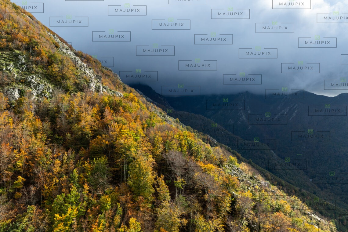 Forêt de Vizzavona