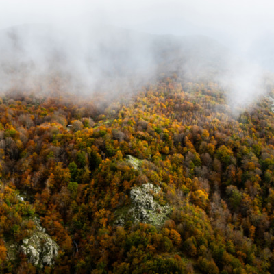 Forêt de Vizzavona