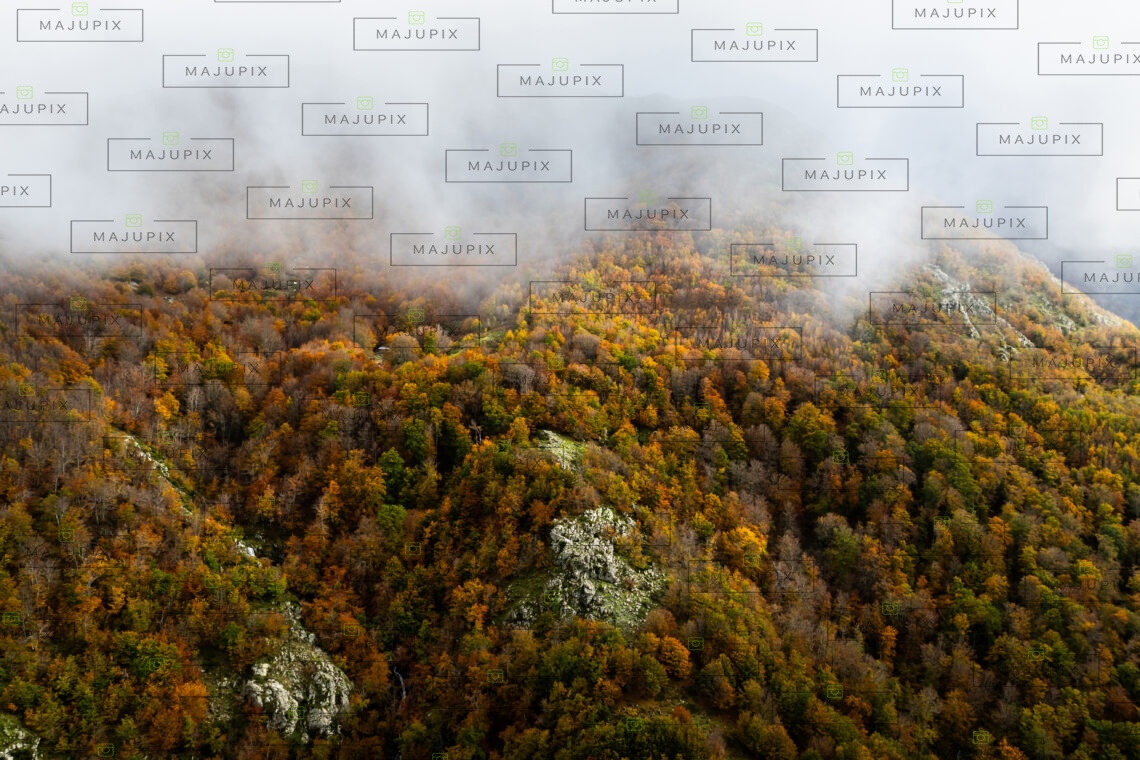 Forêt de Vizzavona