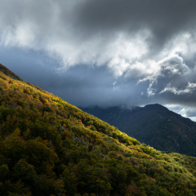Forêt de Vizzavona