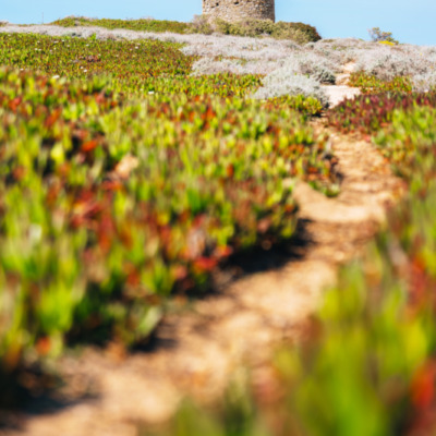 Tour génoise de la Pointe de Spano
