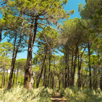 Sentier plage de Pinarellu