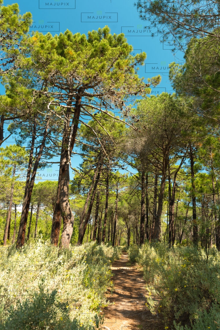 Sentier plage de Pinarellu